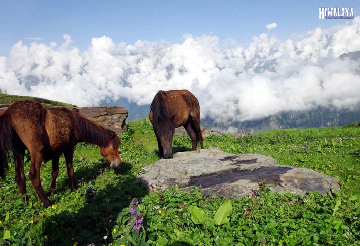 trekking in Manali, bhrigu